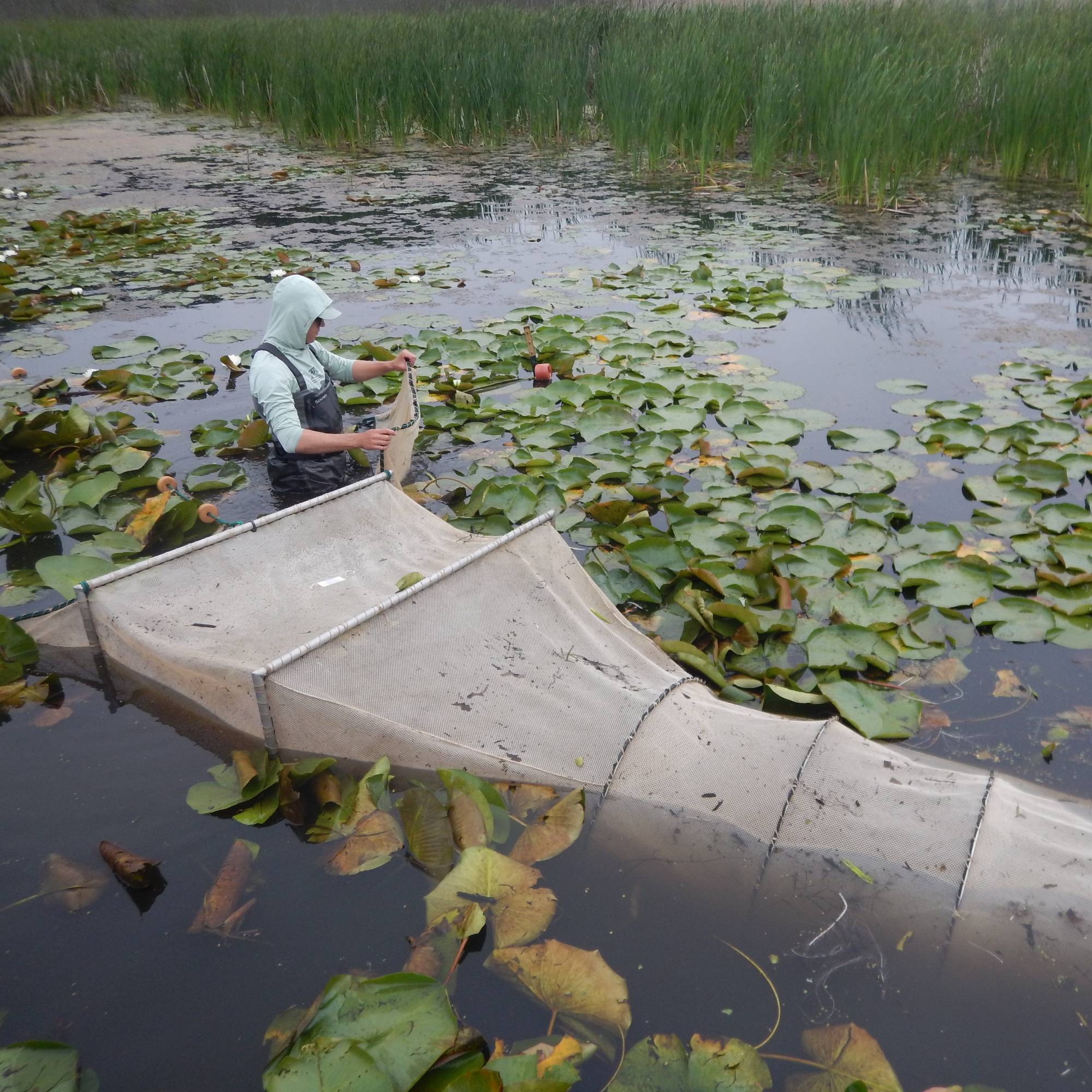 a student sets a trap net to sample fish in a coastal wetland